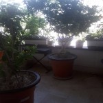 خريد آپارتمان در ولنجک ٢٣٠ متر ٣ خواب در برج ویو مشجر تراس قابل چيدمان