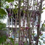 خريد ويلا در گيلان ٧٠٠ متر زمين با بناي دوطبقه در روستاي خرطوم