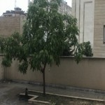 فروش كلنگي در فرشته ٨٠٠ متر با بر ٢٠ متر