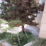 اجاره آپارتمان در محموديه ١٩٠ متر ٣ خواب بسيار تميز حياط مشجر دسترسي عالي در خيابان مقدس اردبيلي